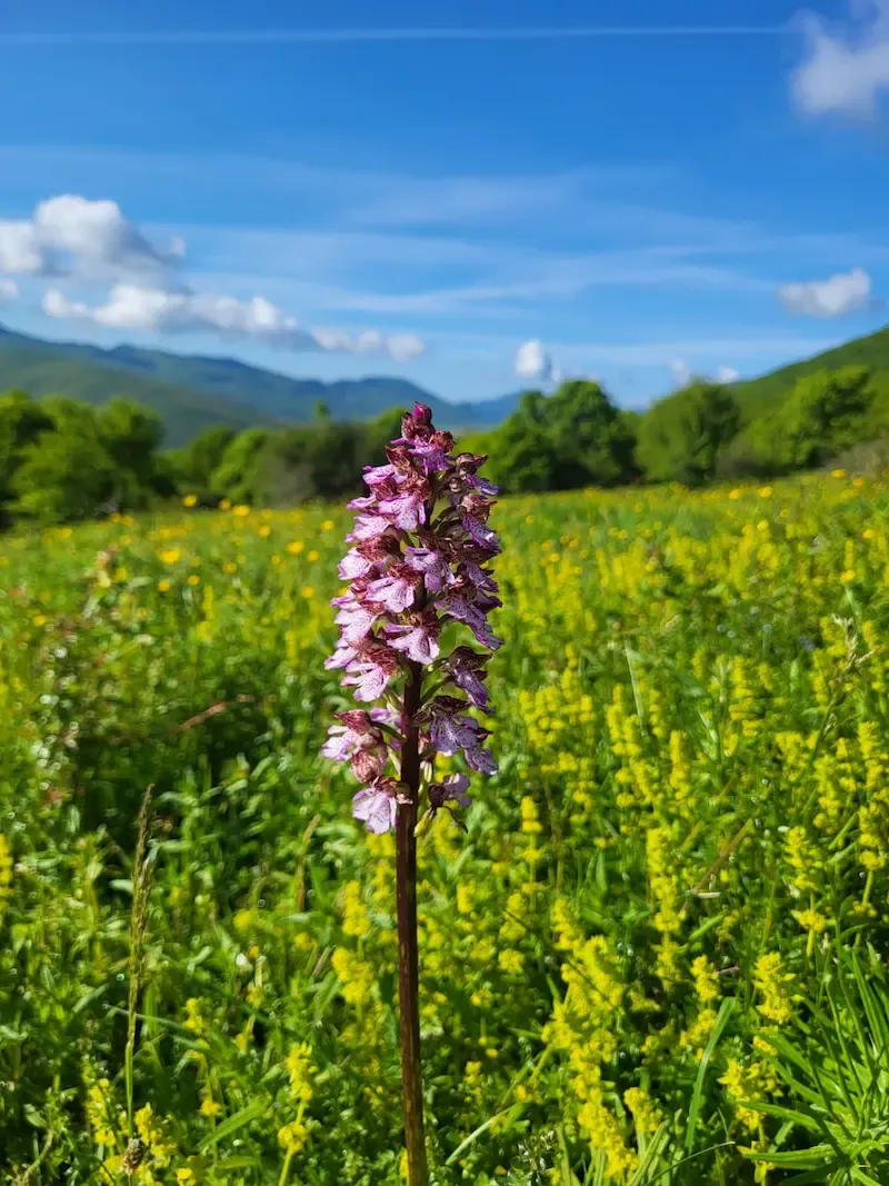 Orchidee della Maiella