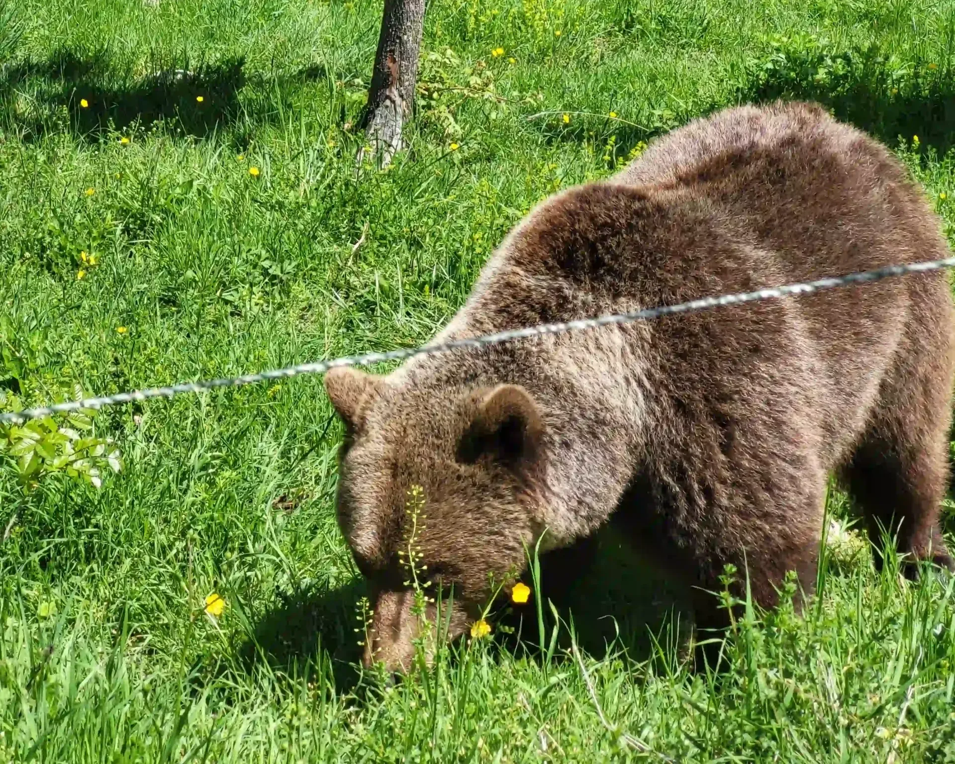 L’orso in Abruzzo: Alla scoperta dell’Orso Bruno Marsicano