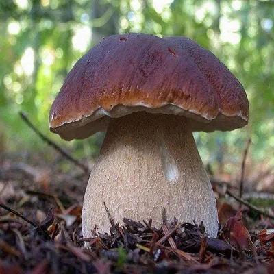 Funghi del bosco