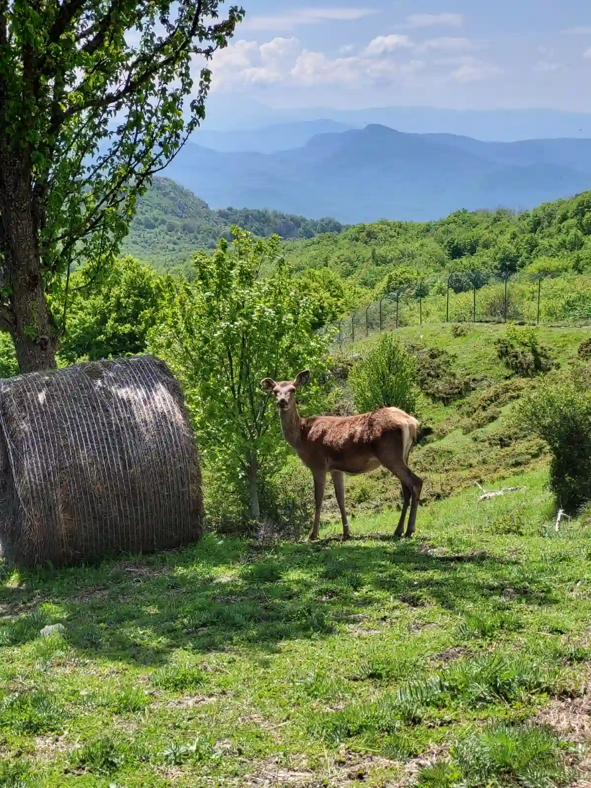 Area Faunistica del Cervo Gamberale slide