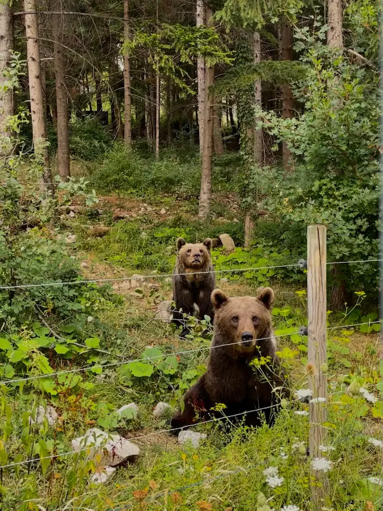 Orso Bruno - Trekking e Avvistamento slide