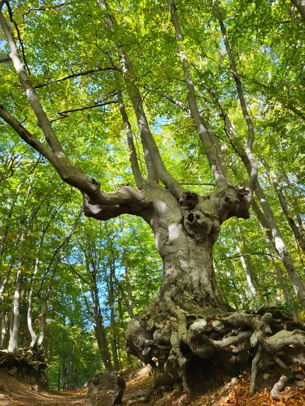 Bosco di Sant Antonio – Un capolavoro della natura slide