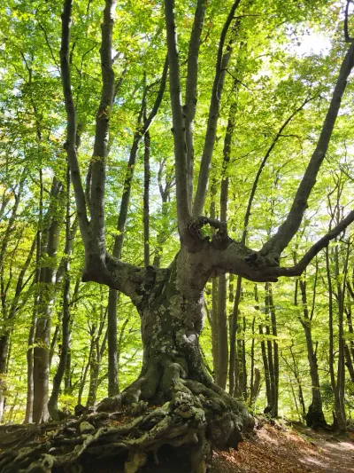 Alberi Monumentali