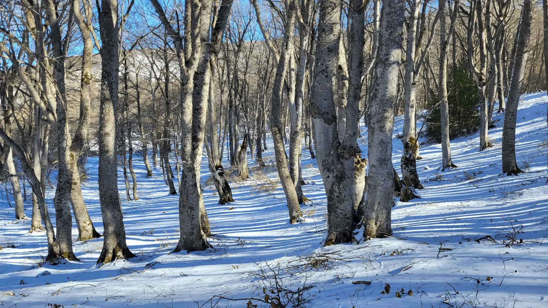 bosco innevato