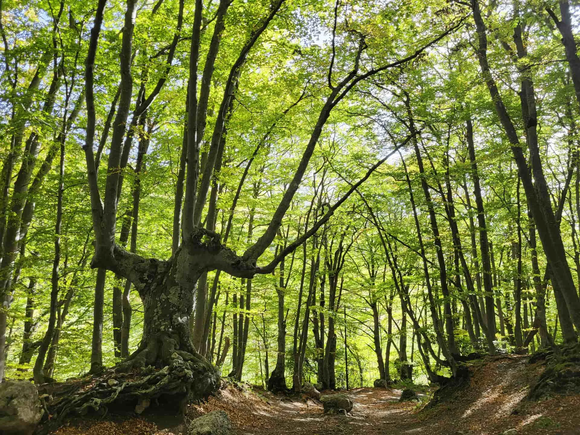 Article Escursioni in Abruzzo: Scopri la Magia della Natura thumbnail