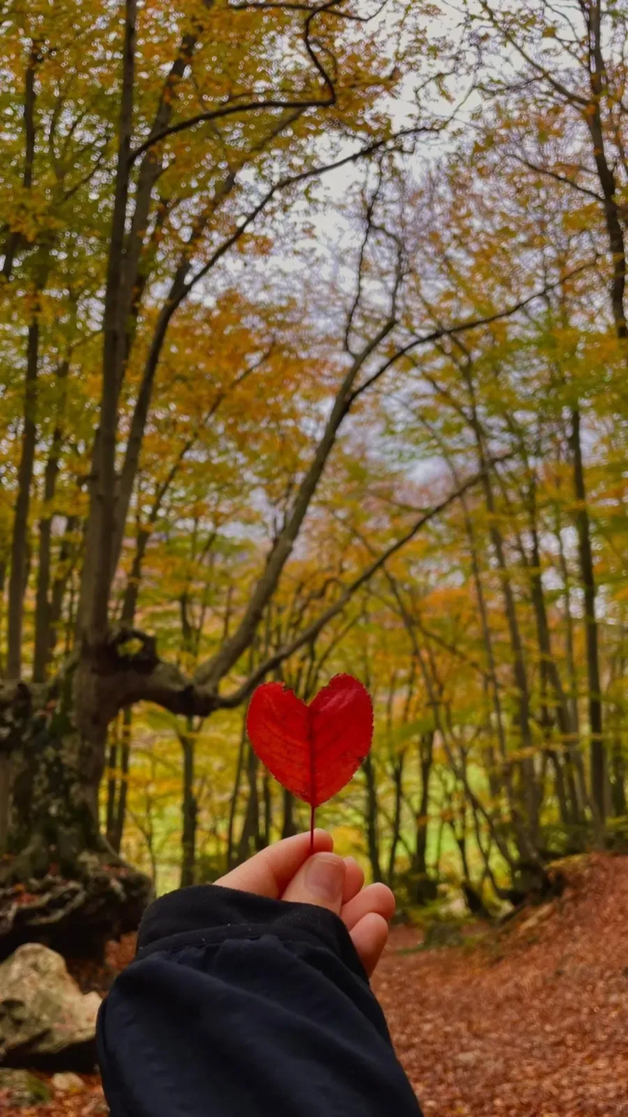 # Foliage nel Bosco di Sant'Antonio