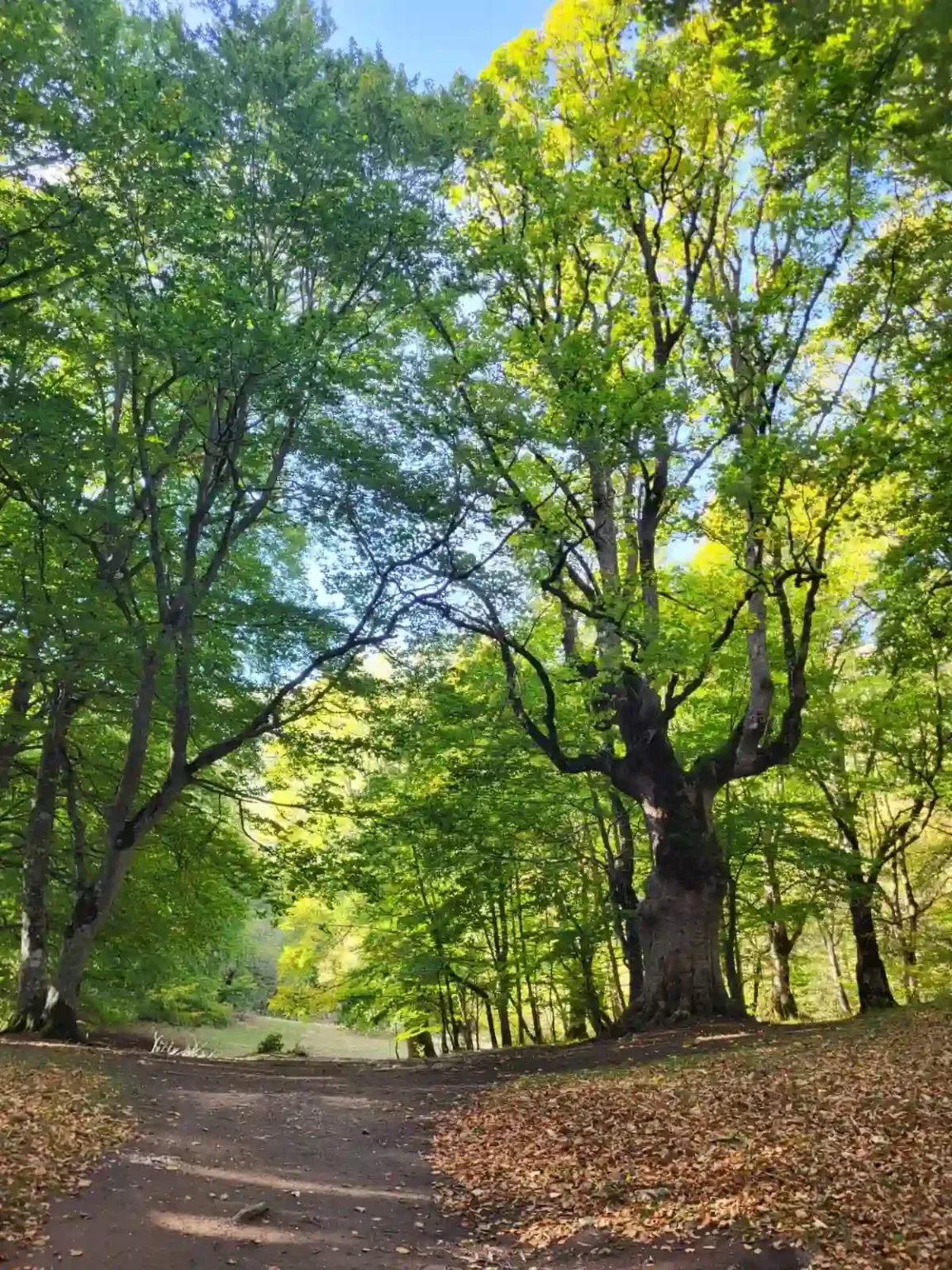 Article Estate a Roccaraso | Escursioni estive | Trekking in natura thumbnail